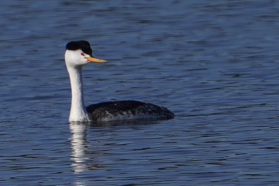 Clark's Grebe - ML618331698