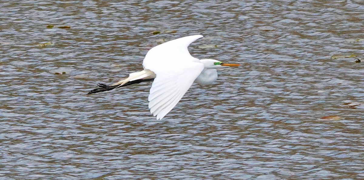 Great Egret - ML618331763