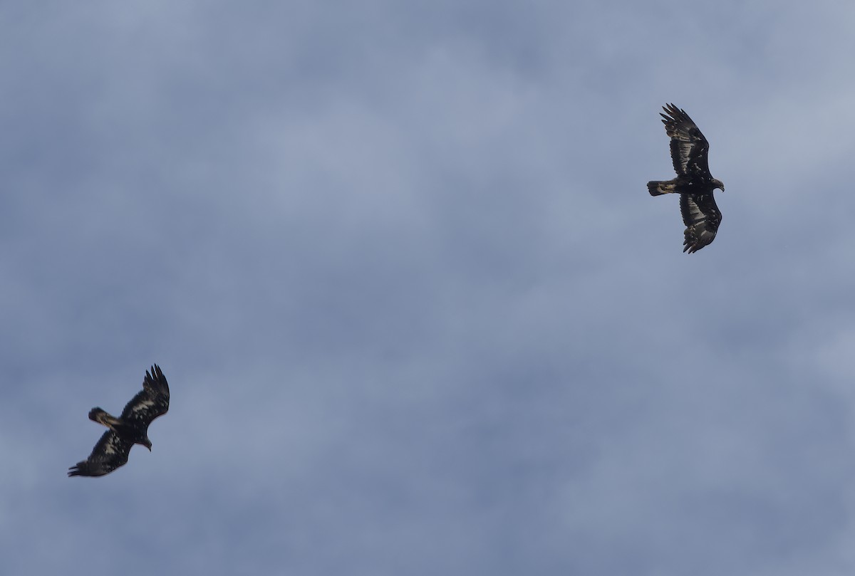 Águila Real - ML618331774