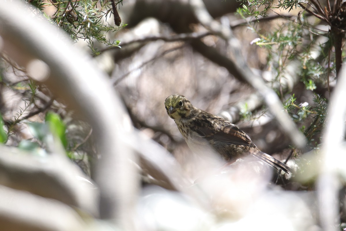 Passerellidae sp. (sparrow sp.) - ML618331775