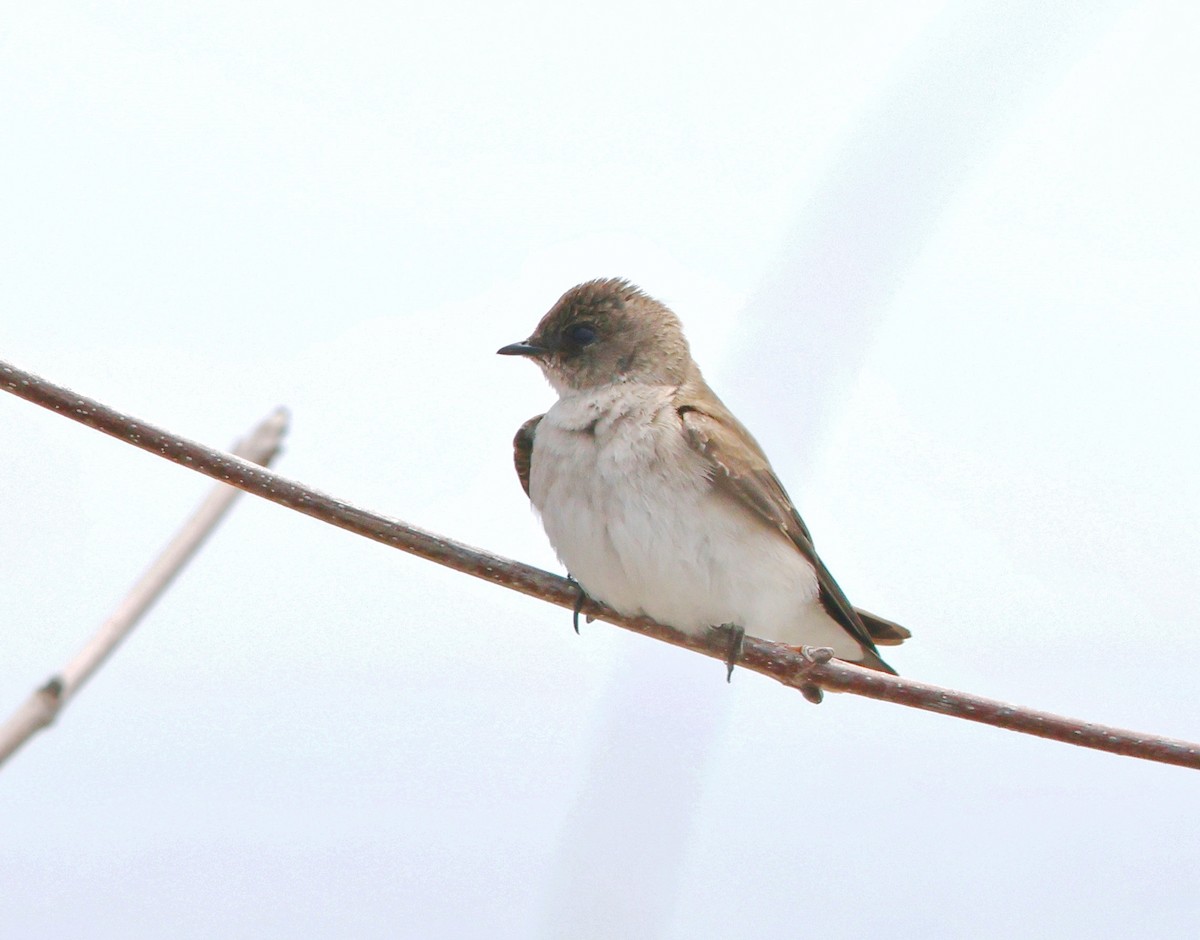 Golondrina Aserrada - ML618331778