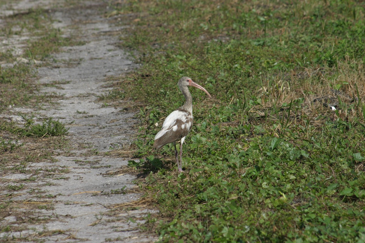 ibis bílý - ML618331797