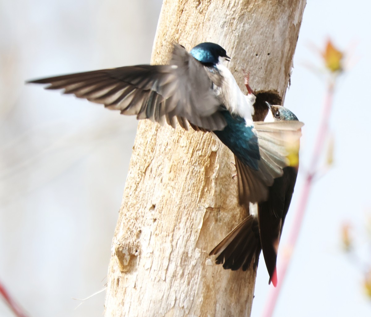 Tree Swallow - ML618331893