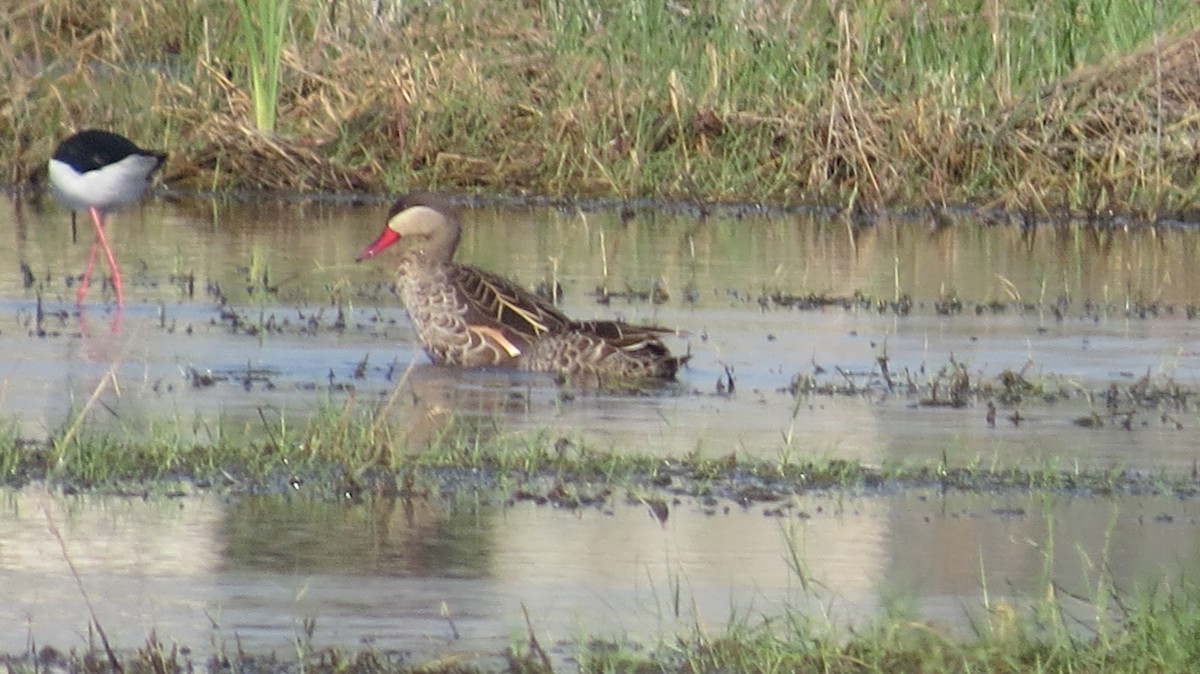 Red-billed Duck - Mark VAN BOEKEL