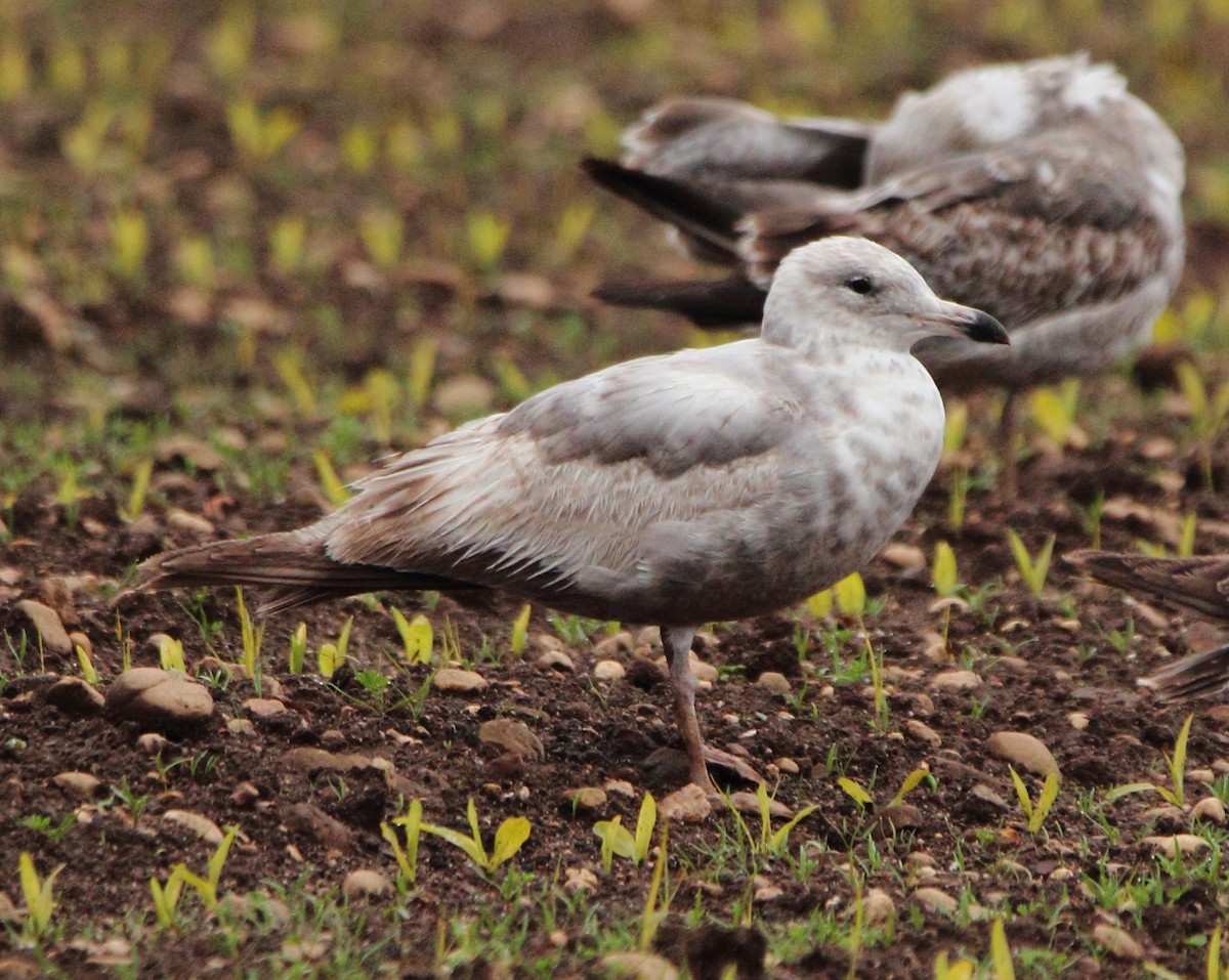 American Herring Gull - Pablo Miki Garcia Gonzalez