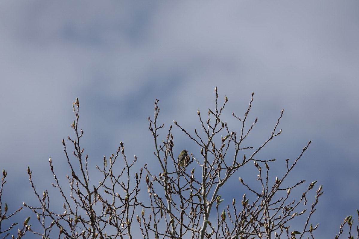 Lesser Goldfinch - Austin Beard