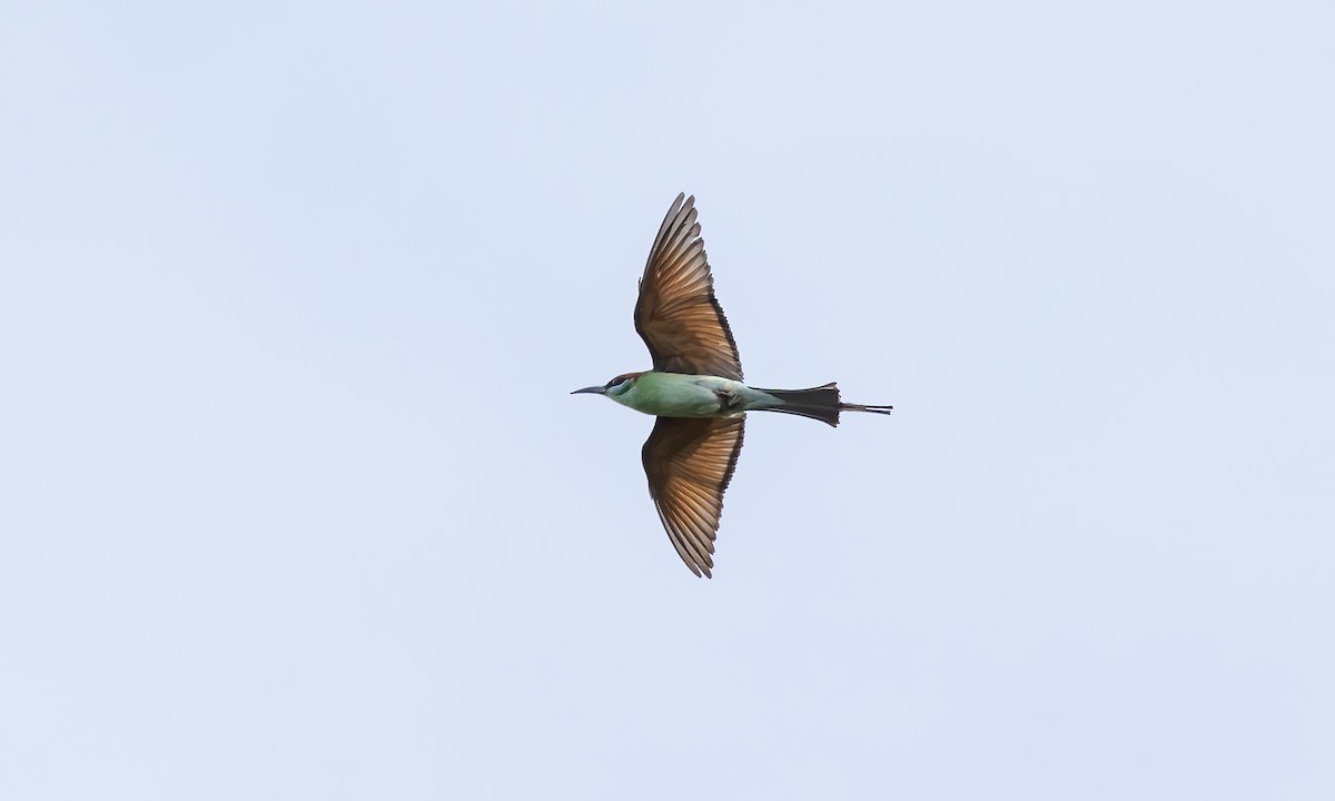 Rufous-crowned Bee-eater - Paul Fenwick