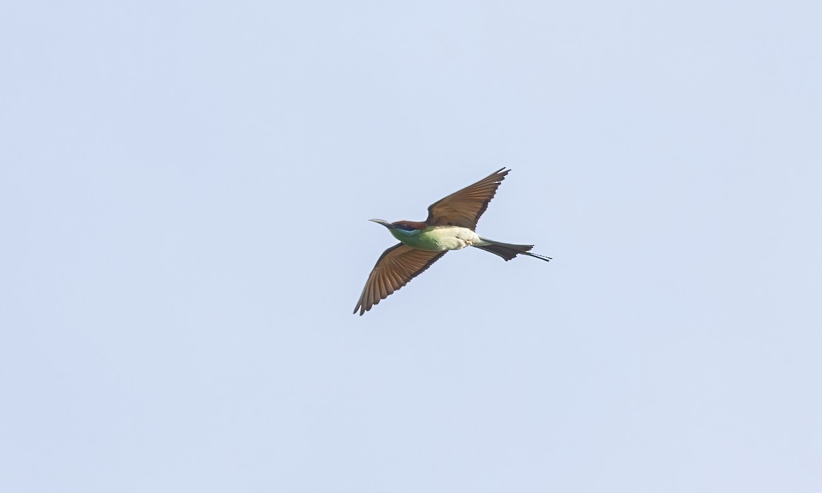 Rufous-crowned Bee-eater - Paul Fenwick