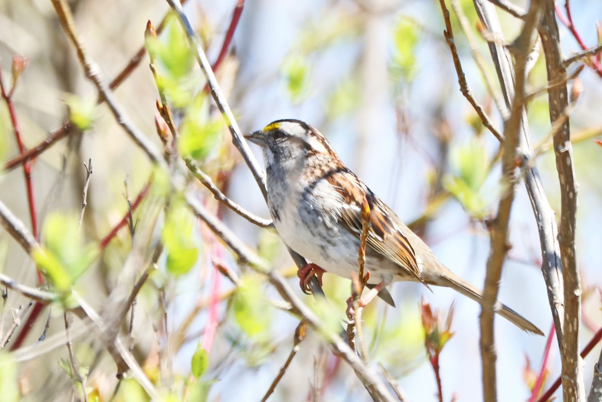 White-throated Sparrow - ML618331915