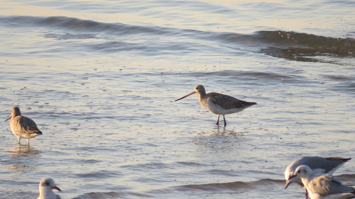 Bar-tailed Godwit - ML618331916