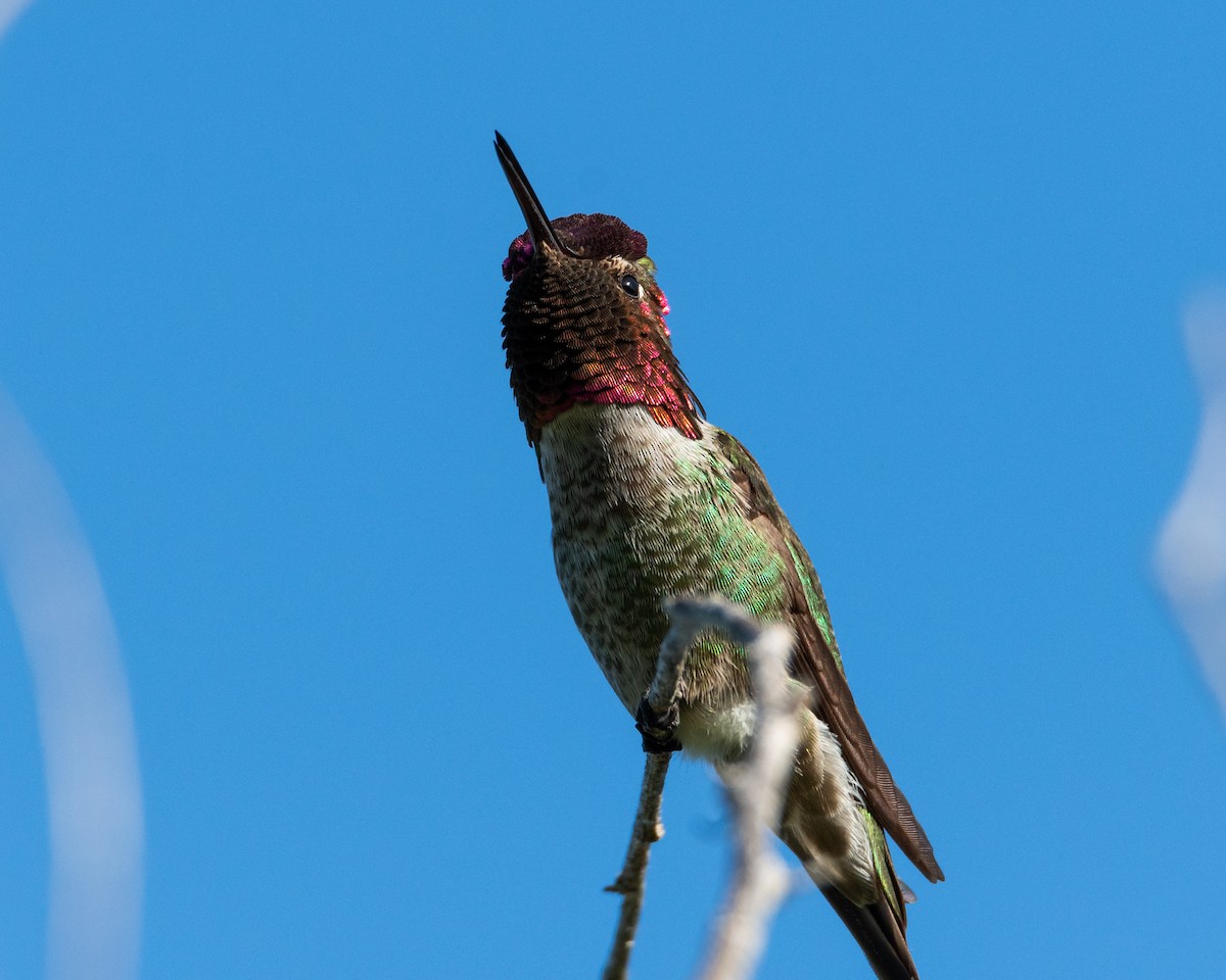 Colibrí de Anna - ML618331918