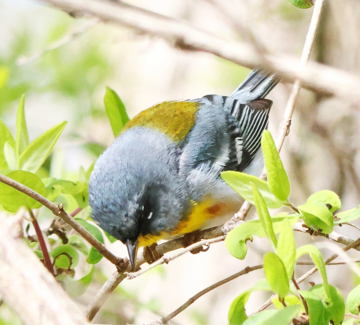 Northern Parula - ML618331923