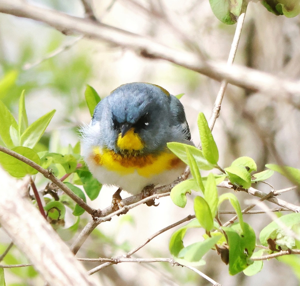 Northern Parula - Susan Blayney