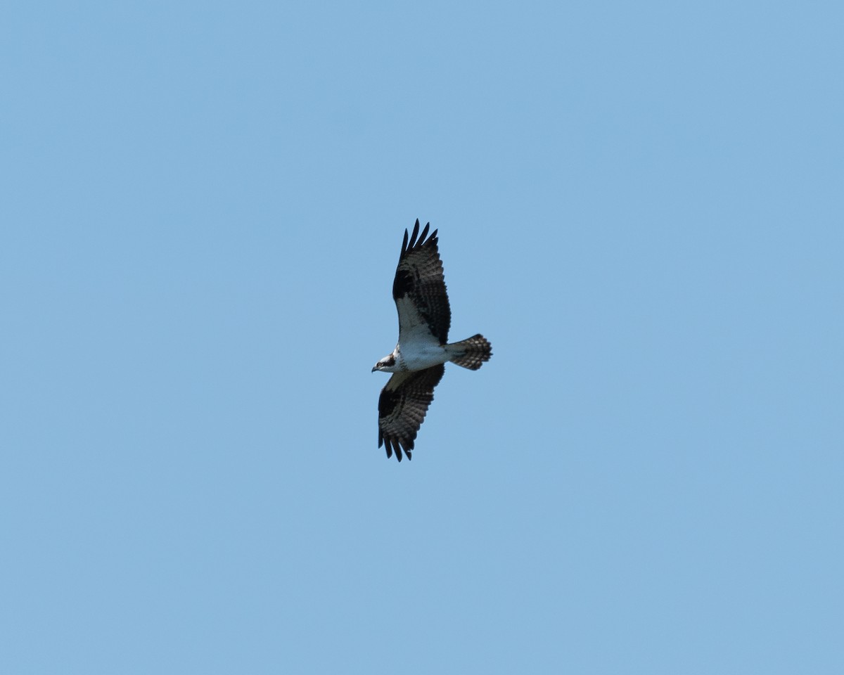 Águila Pescadora - ML618331927