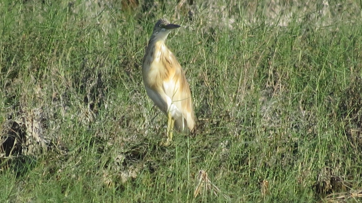 Squacco Heron - ML618331938