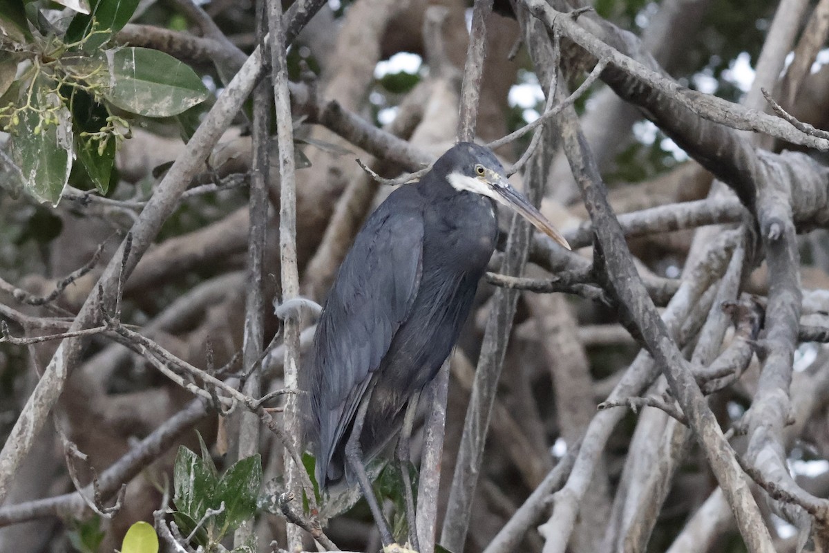 Western Reef-Heron - ML618331956