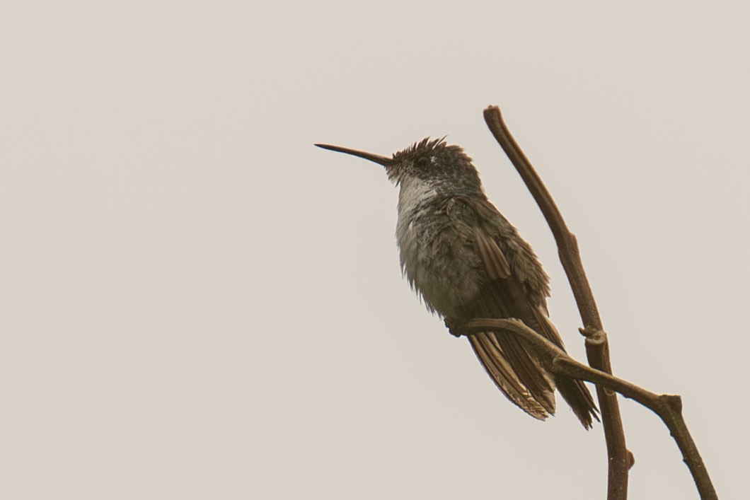kolibřík andský - ML618331962