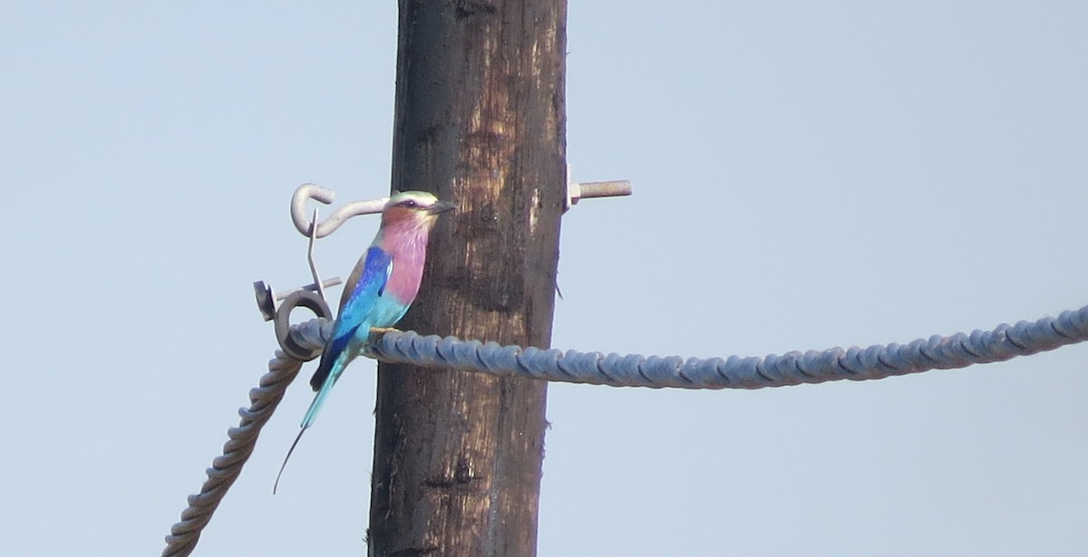 Lilac-breasted Roller - Mark VAN BOEKEL