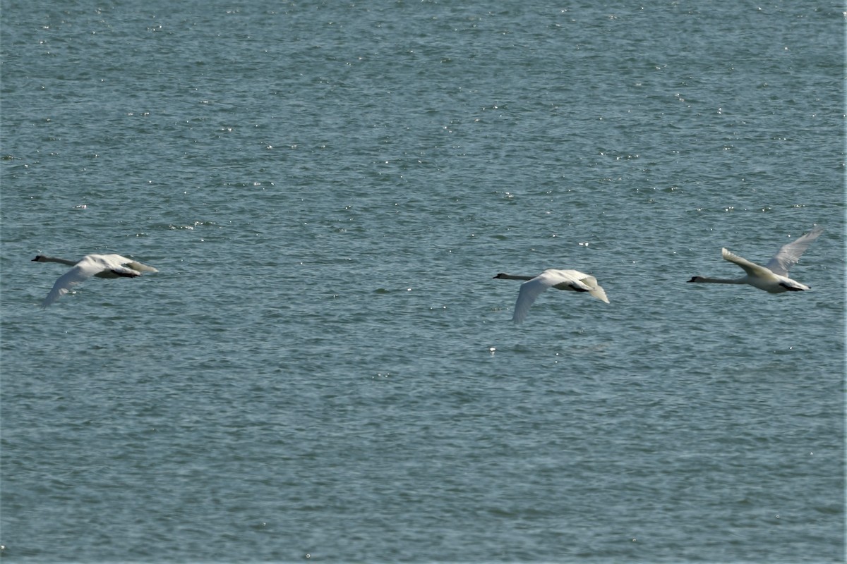 Mute Swan - ML618331964