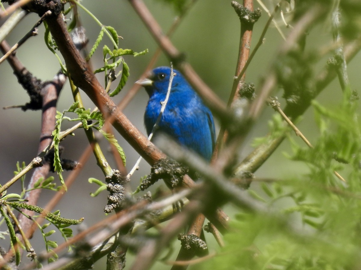 Indigo Bunting - Bill Lisowsky