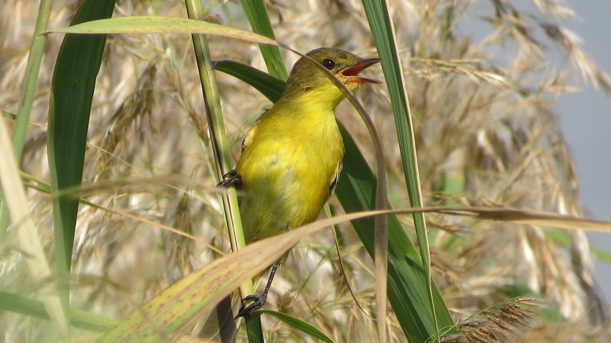 African Yellow-Warbler - Mark VAN BOEKEL