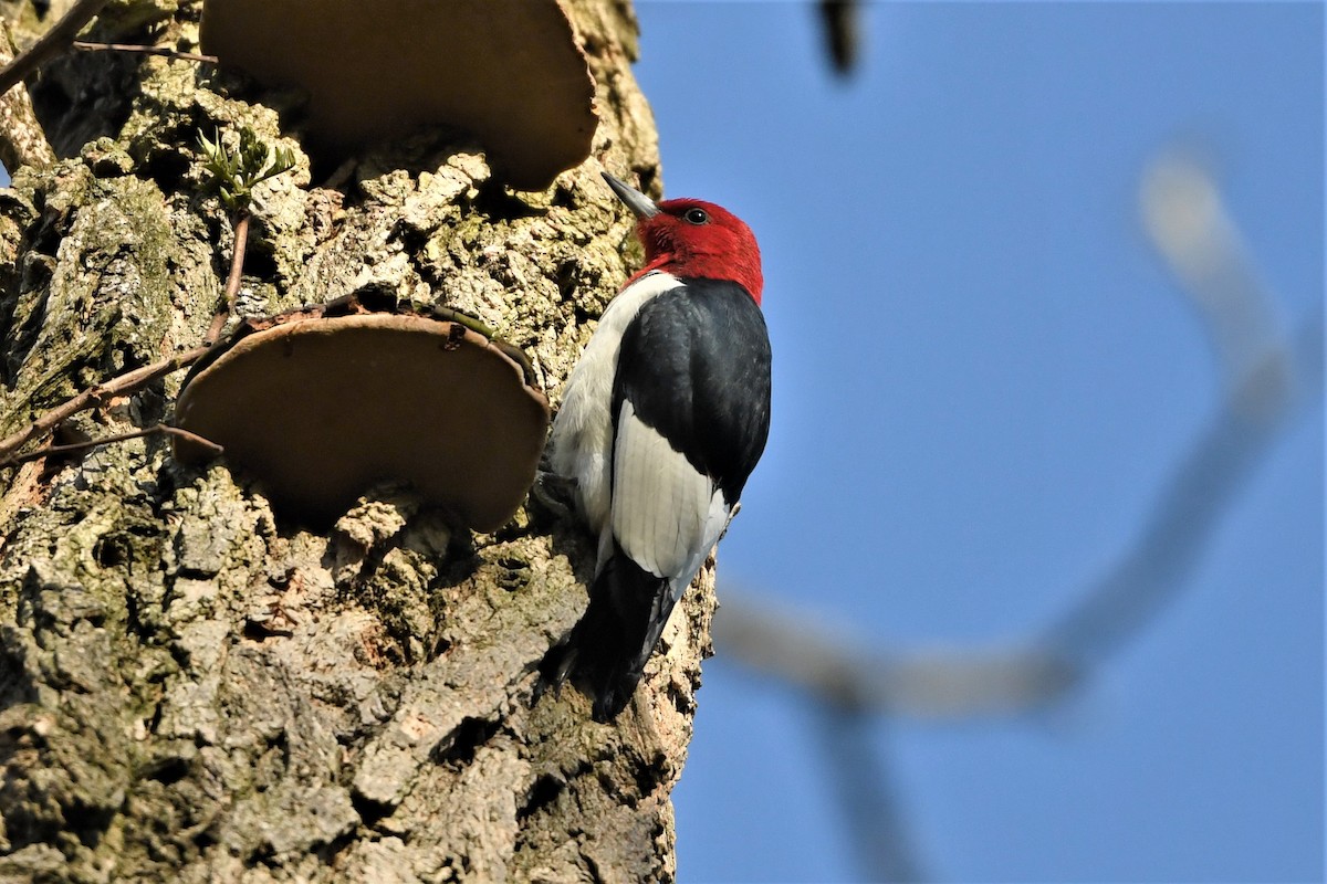 Red-headed Woodpecker - ML618331988