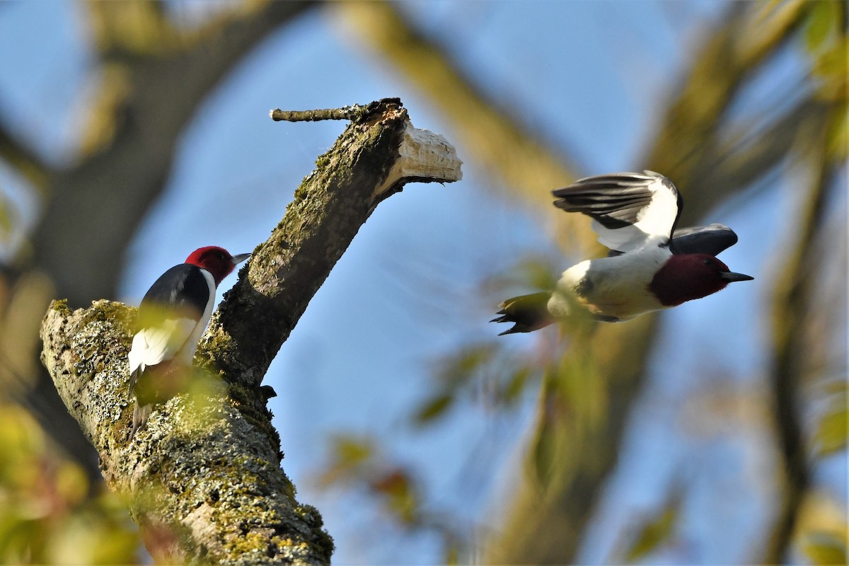 Red-headed Woodpecker - ML618331989