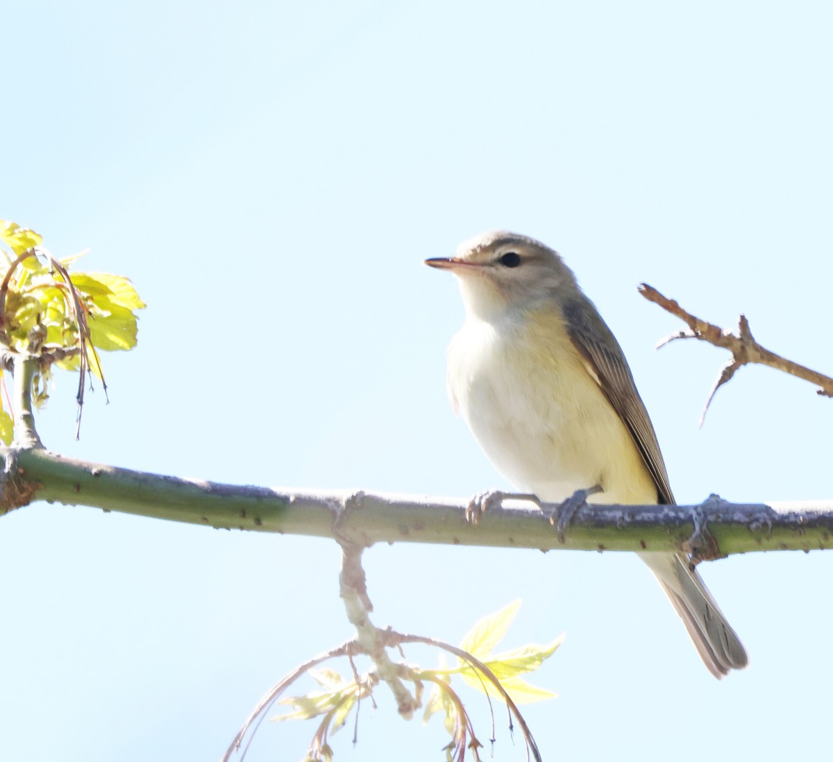 Warbling Vireo - ML618331996