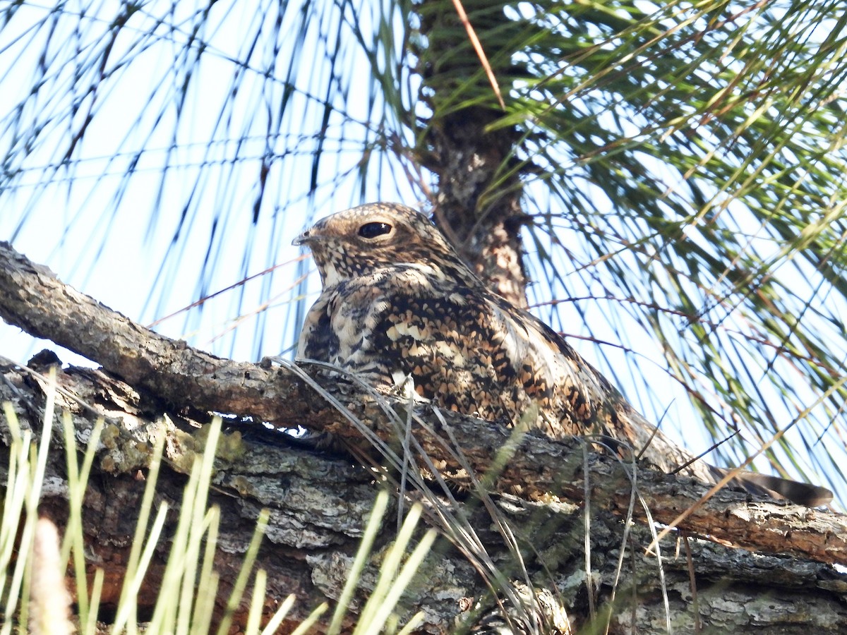 Antillean Nighthawk - ML618331998