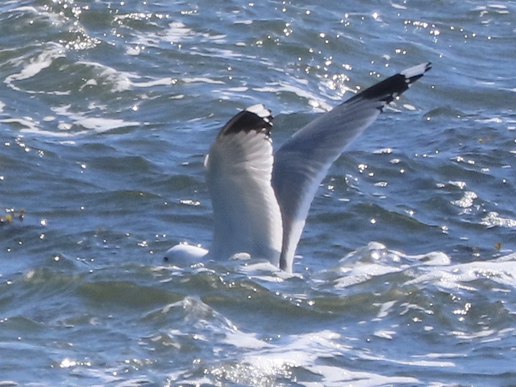 Common Gull - christopher stuart elmer