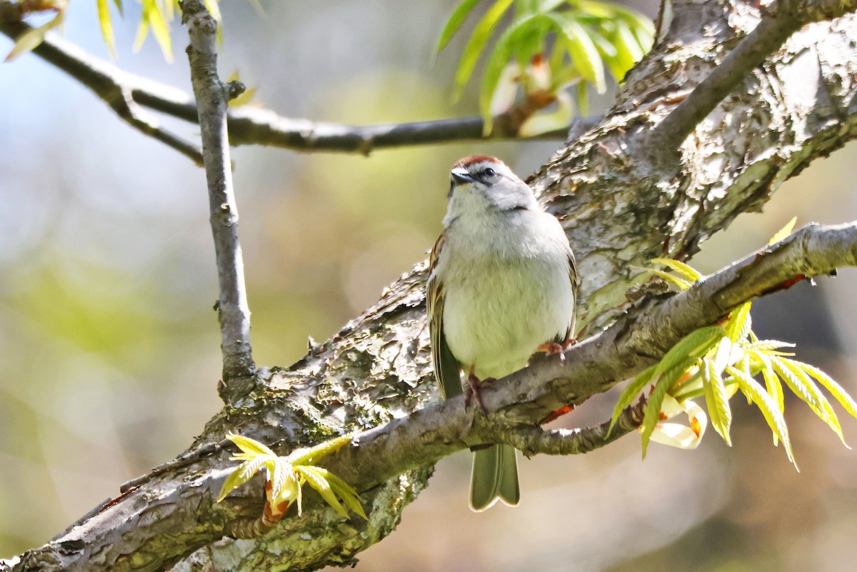 Chipping Sparrow - Susan Blayney