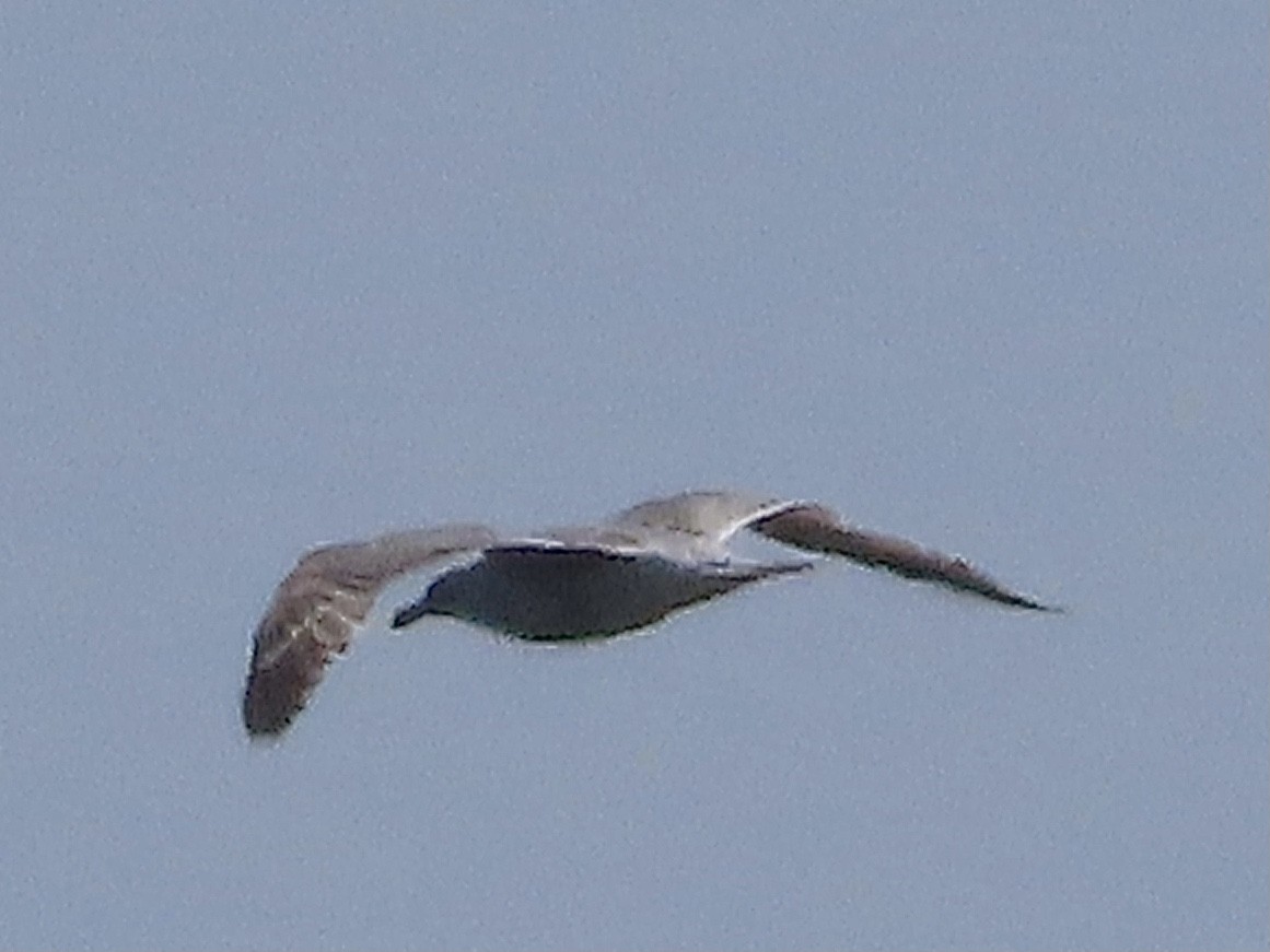 Herring Gull - christopher stuart elmer