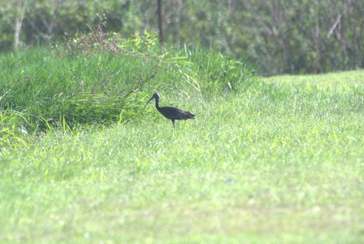 ibis hnědý - ML618332026