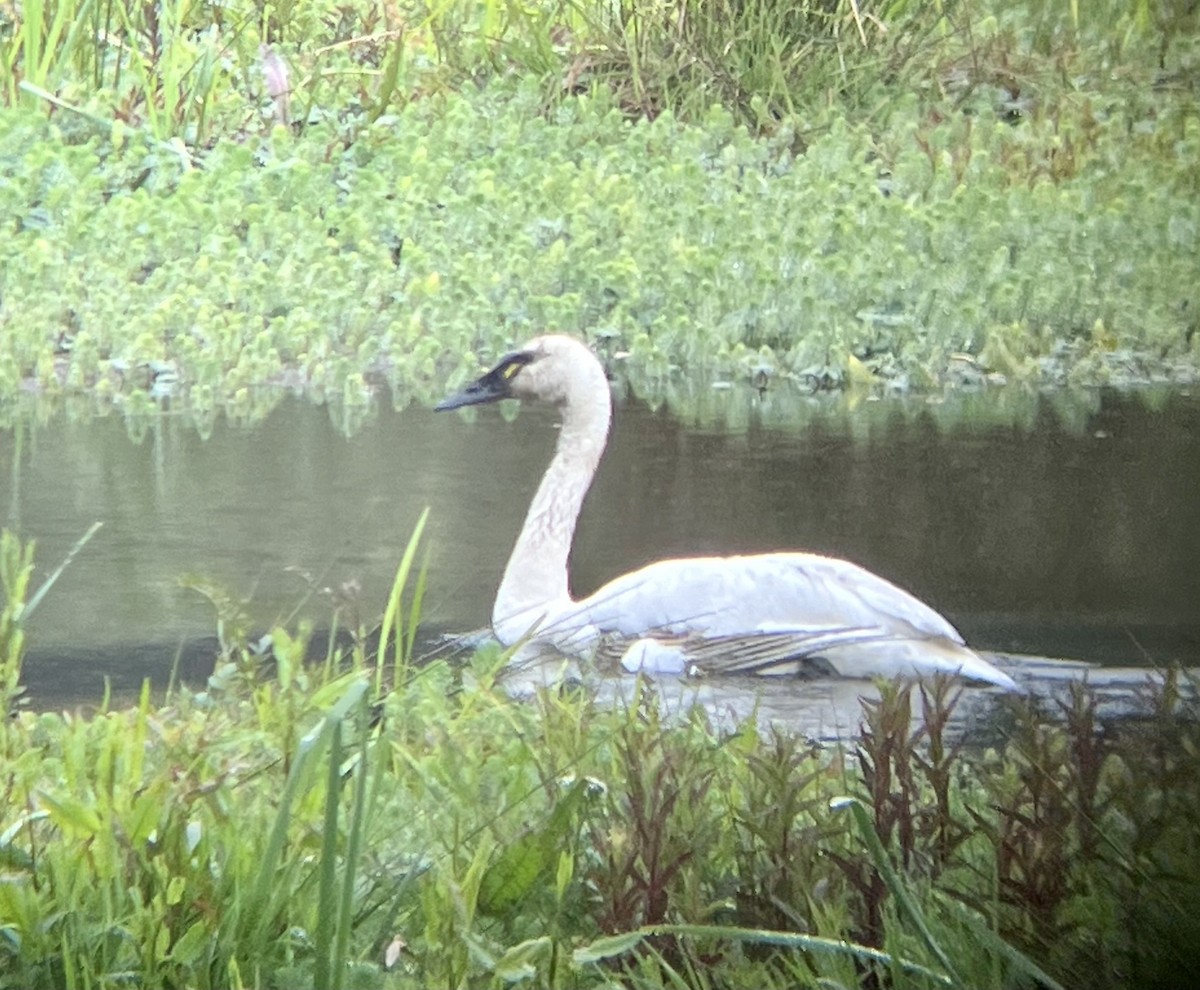 Tundra Swan - ML618332028