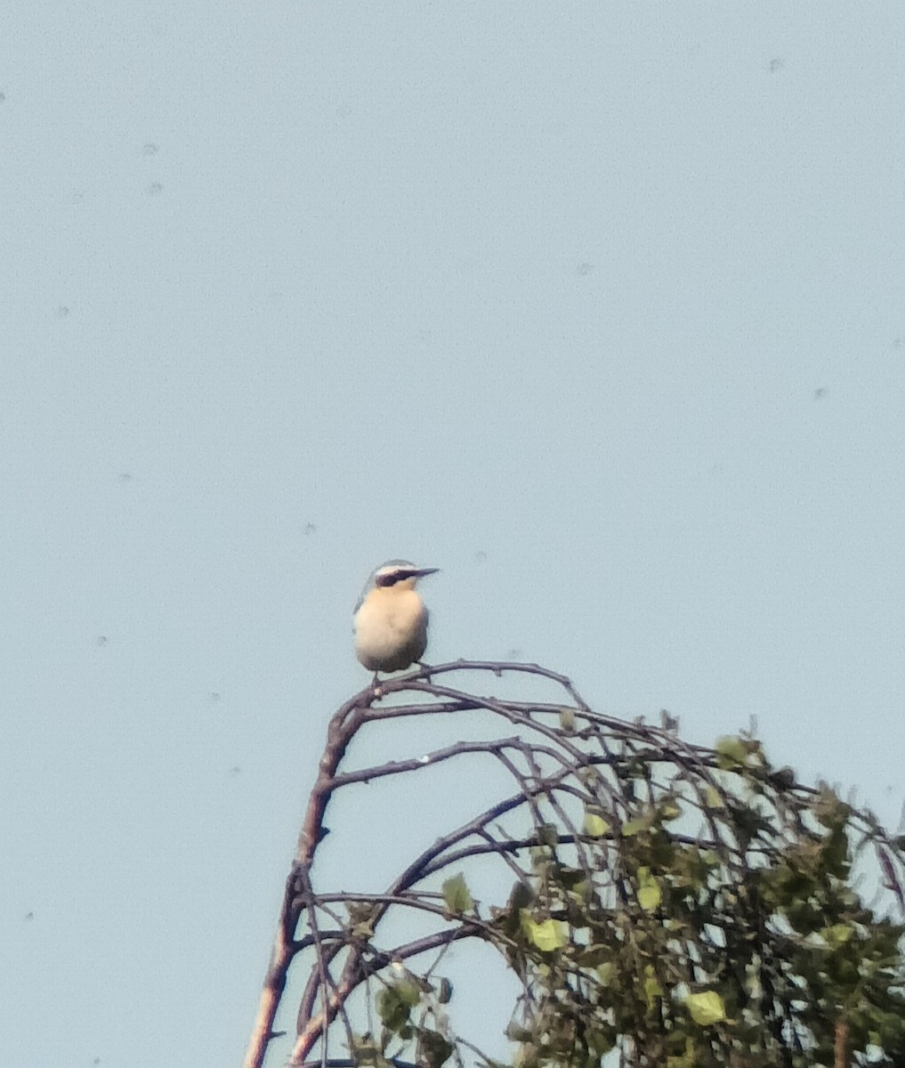 Northern Wheatear - ML618332046