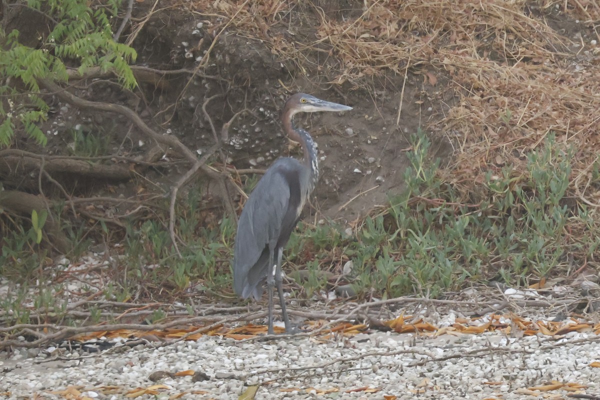 Goliath Heron - ML618332064