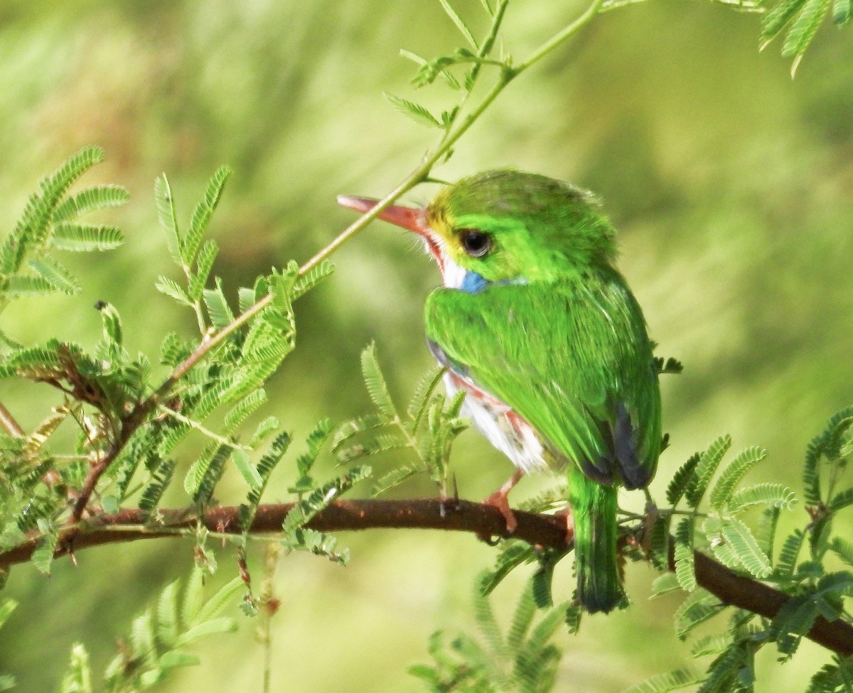 Cuban Tody - ML618332079