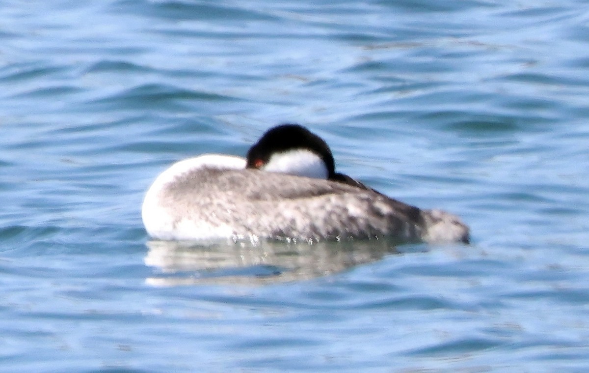 Western Grebe - ML618332092