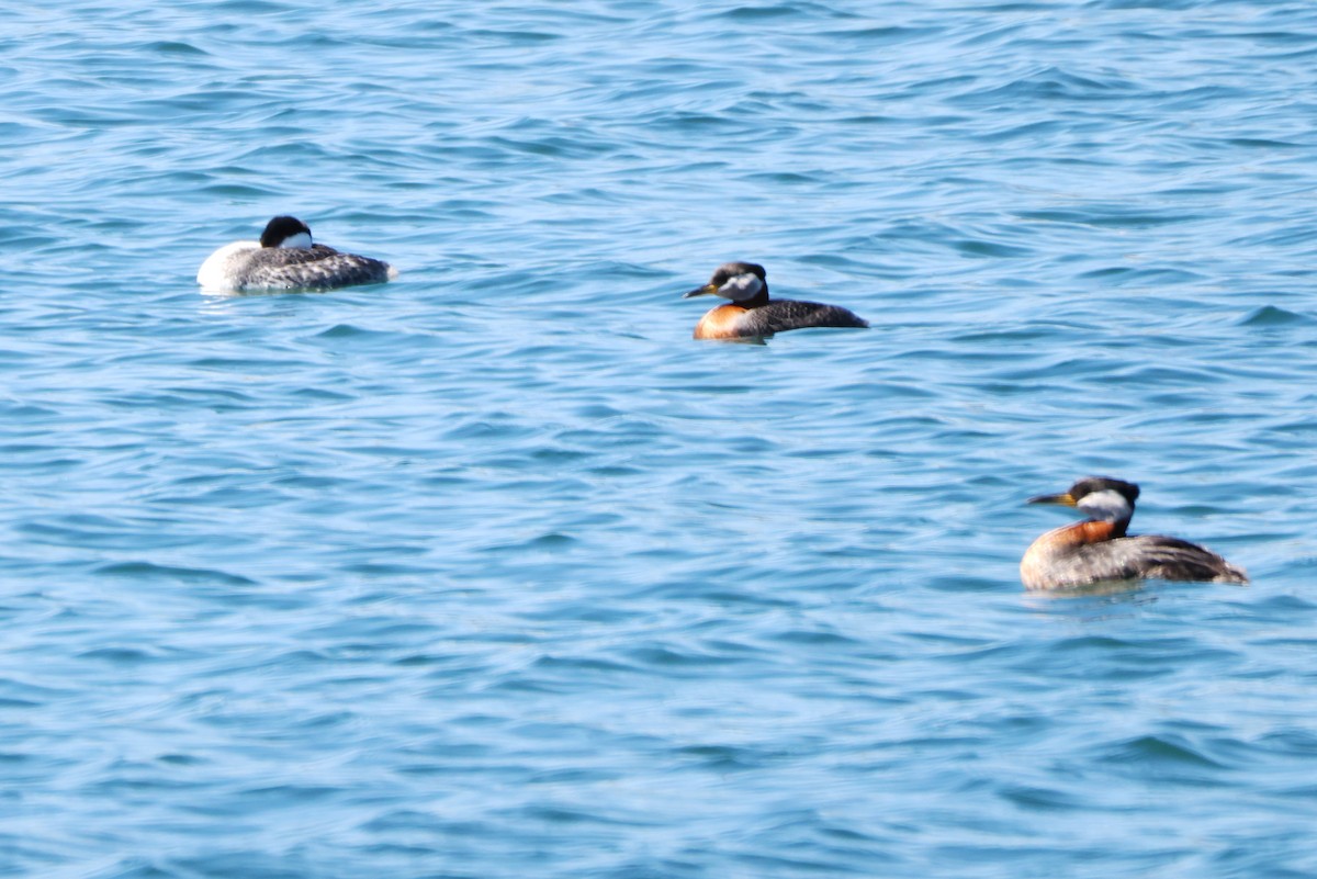 Western Grebe - ML618332093