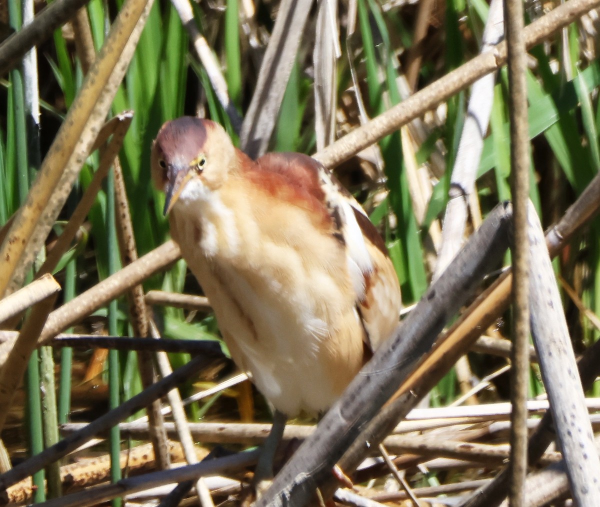 Least Bittern - ML618332112