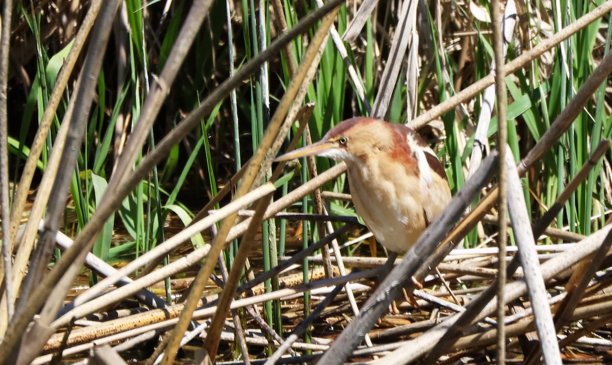 Least Bittern - ML618332113