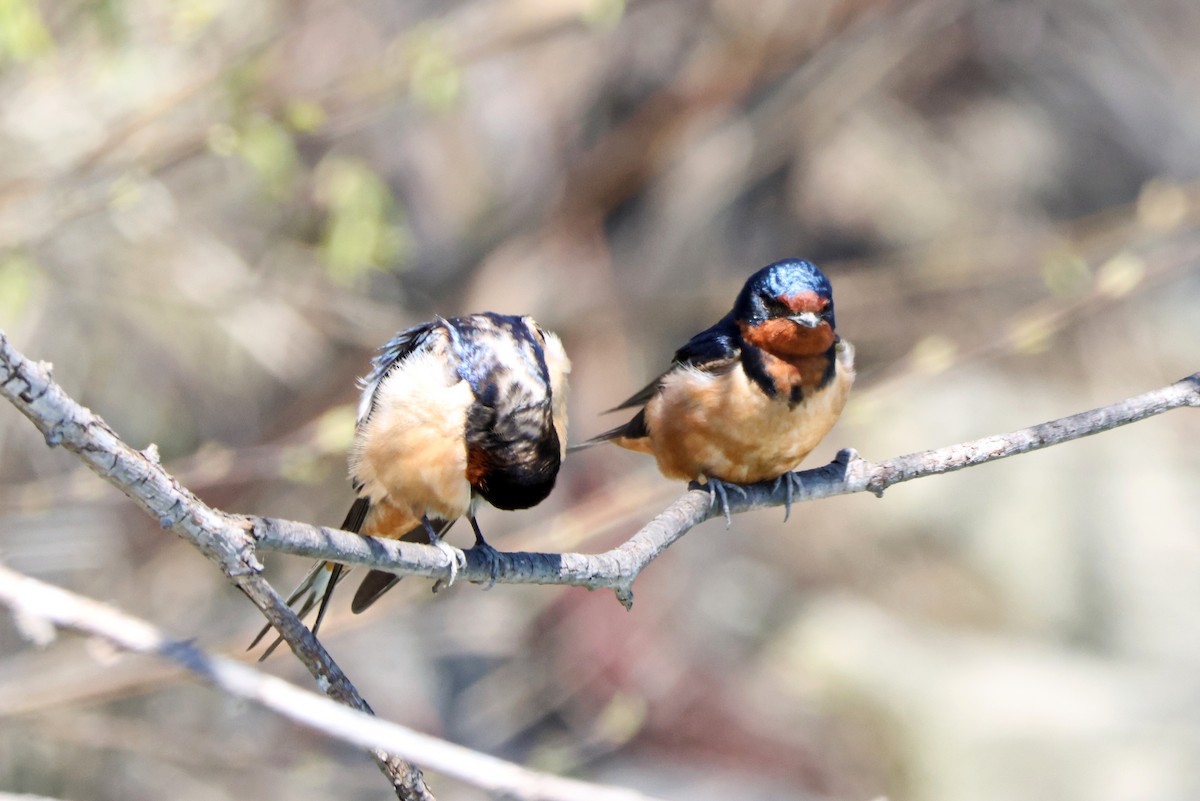 Barn Swallow - ML618332155