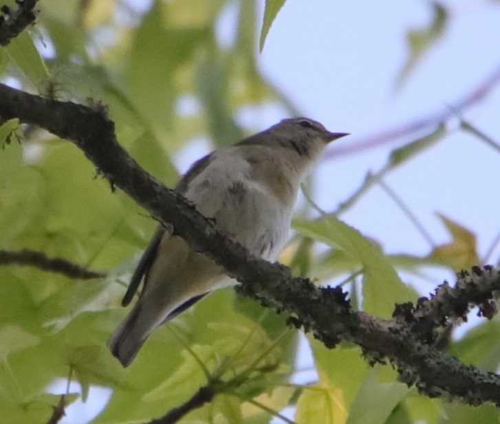 Tennessee Warbler - ML618332160