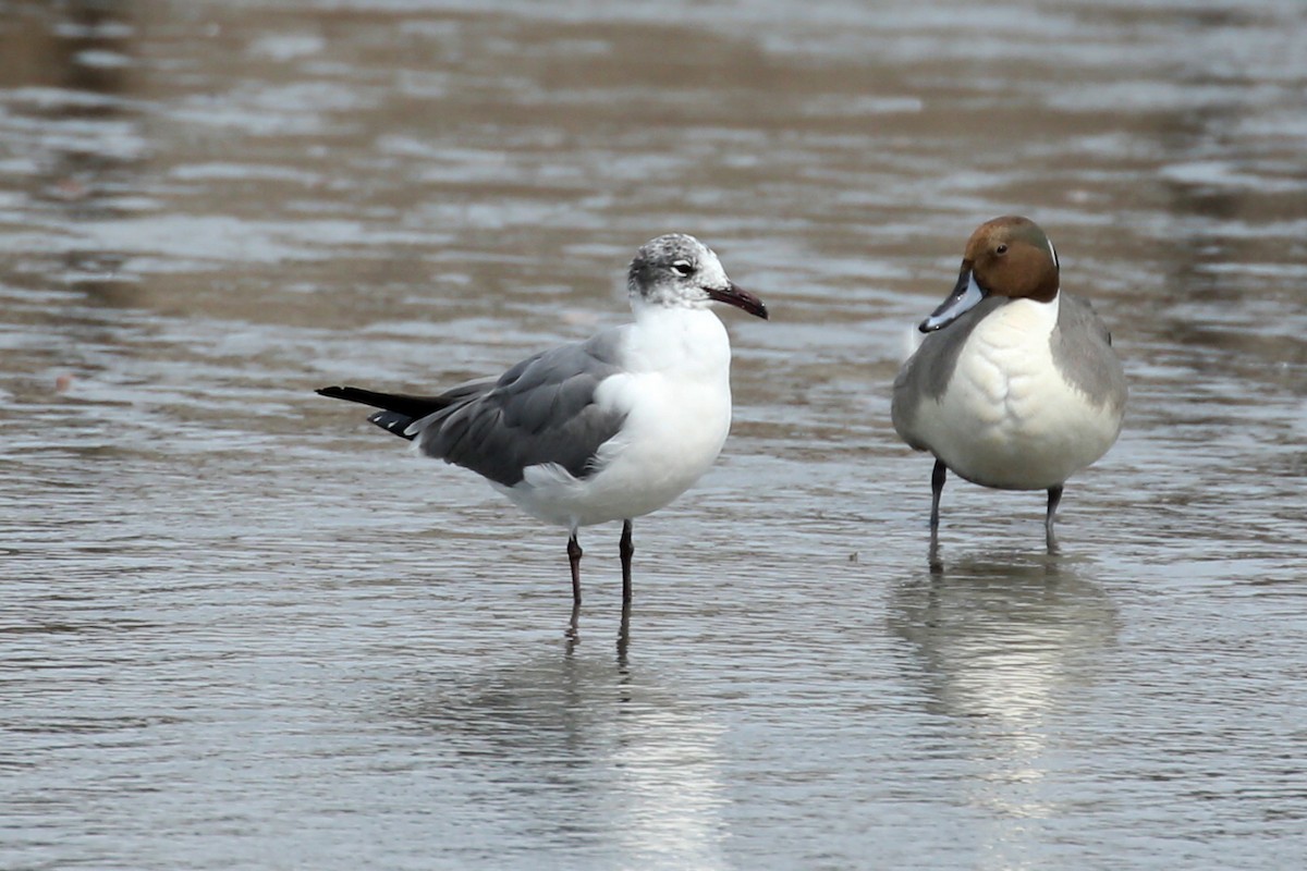 Laughing Gull - Henry Mauer