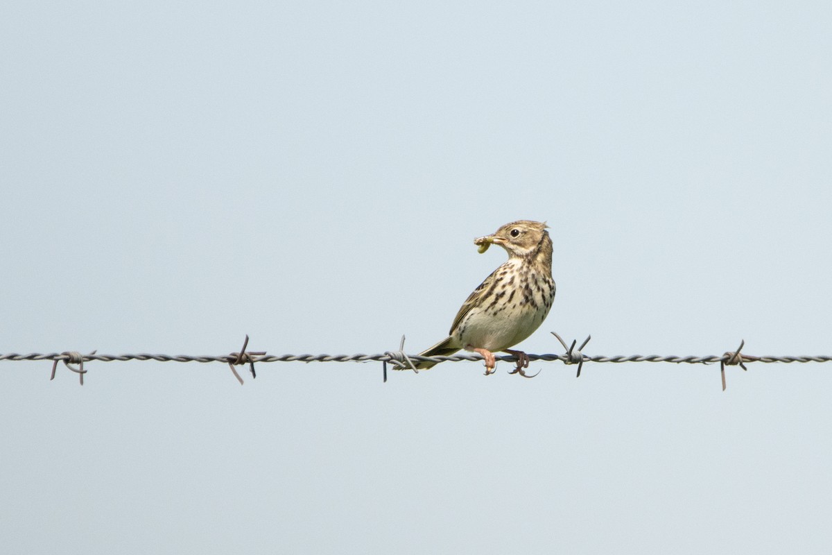 Meadow Pipit - Letty Roedolf Groenenboom