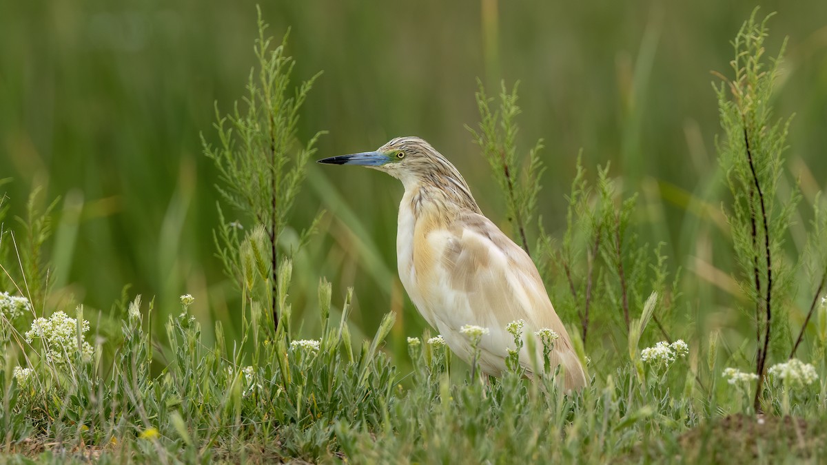 Squacco Heron - Korhan Urgup