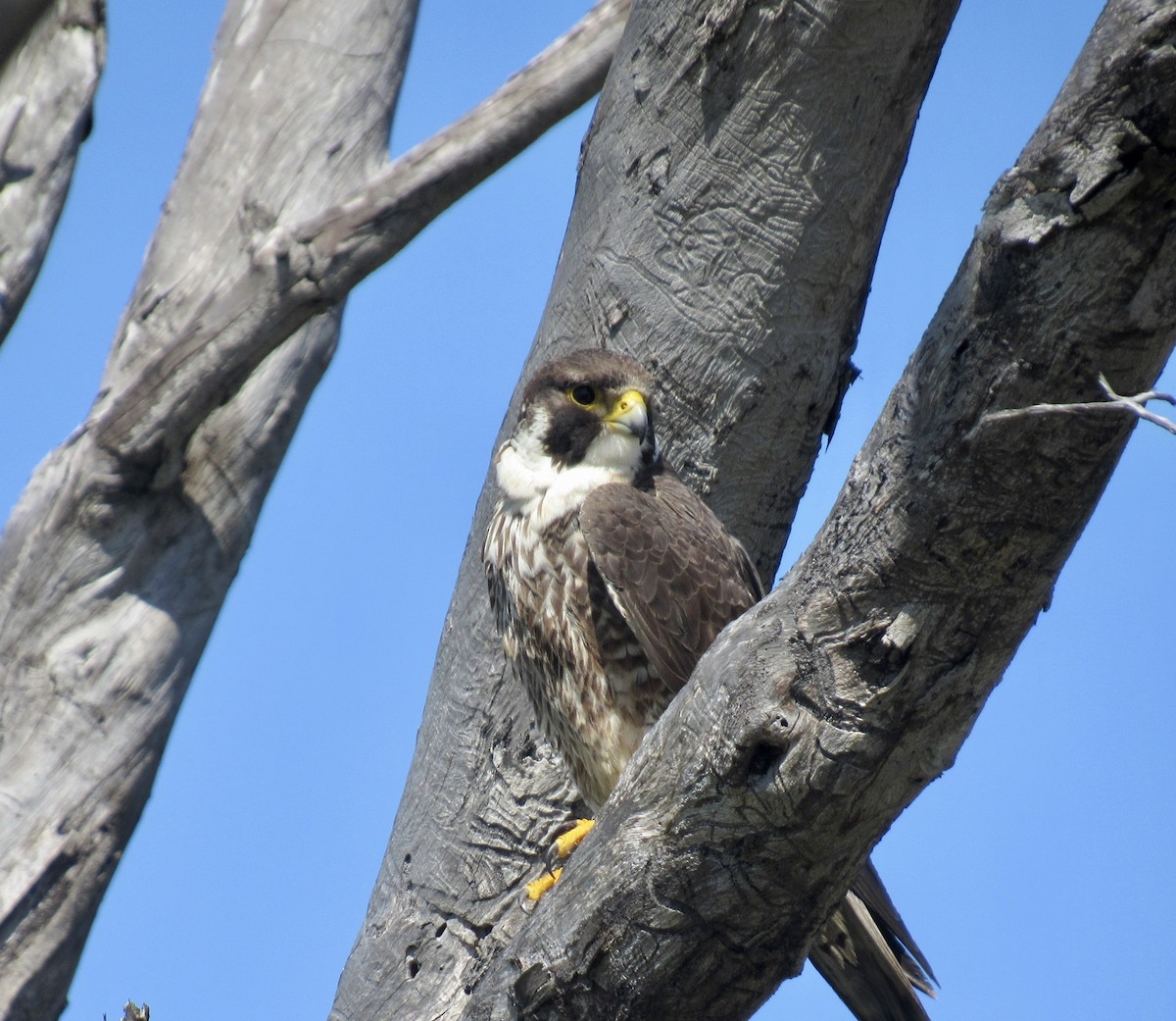 Peregrine Falcon - ML618332244