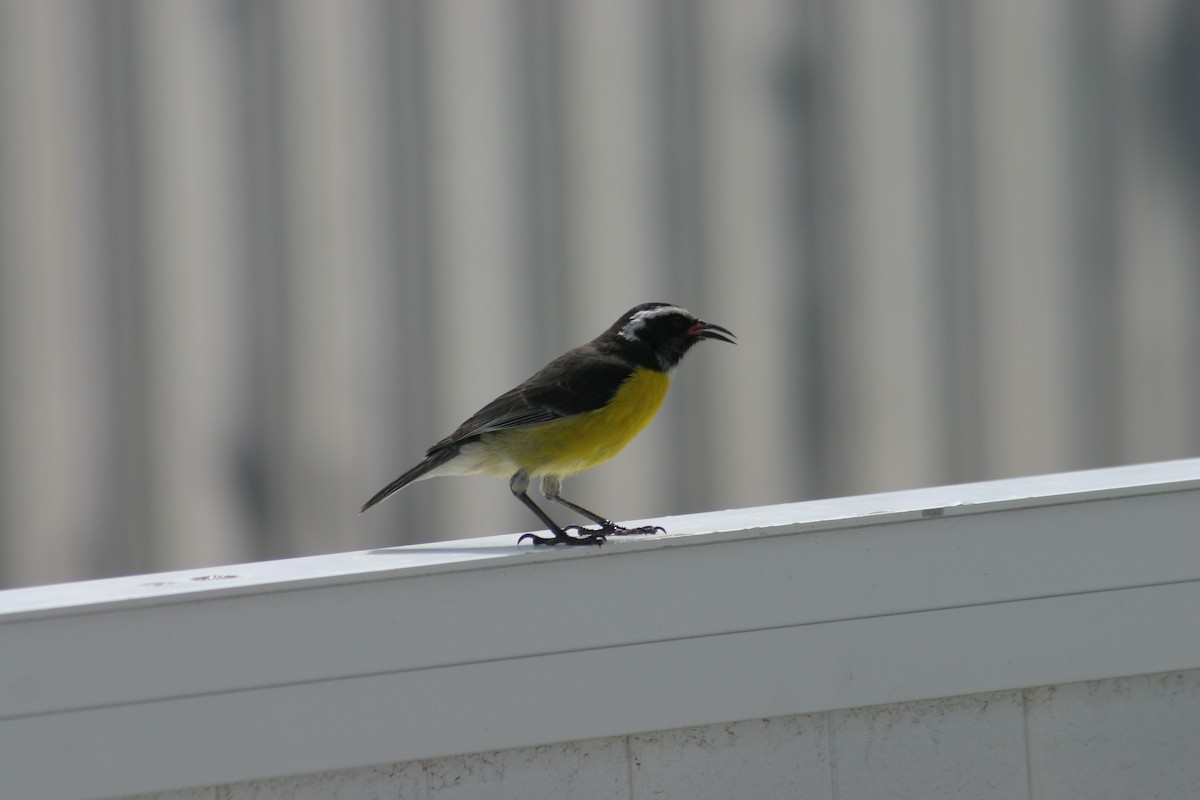 Bananaquit - Sylvie Vanier🦩