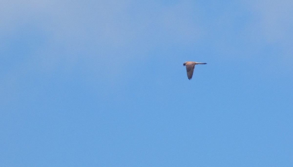 Lesser Kestrel - ML618332251