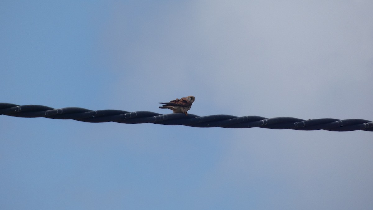 Lesser Kestrel - ML618332252